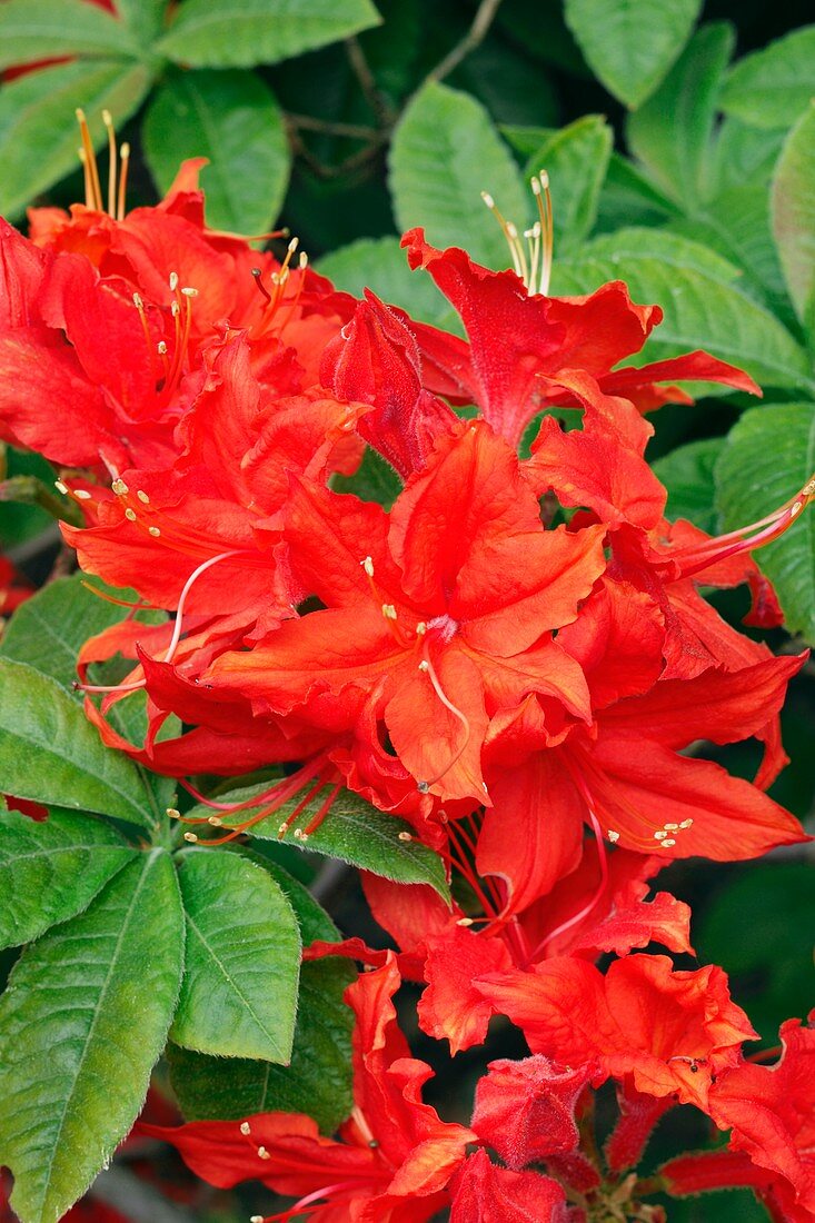 Rhododendron 'Hotspur red'