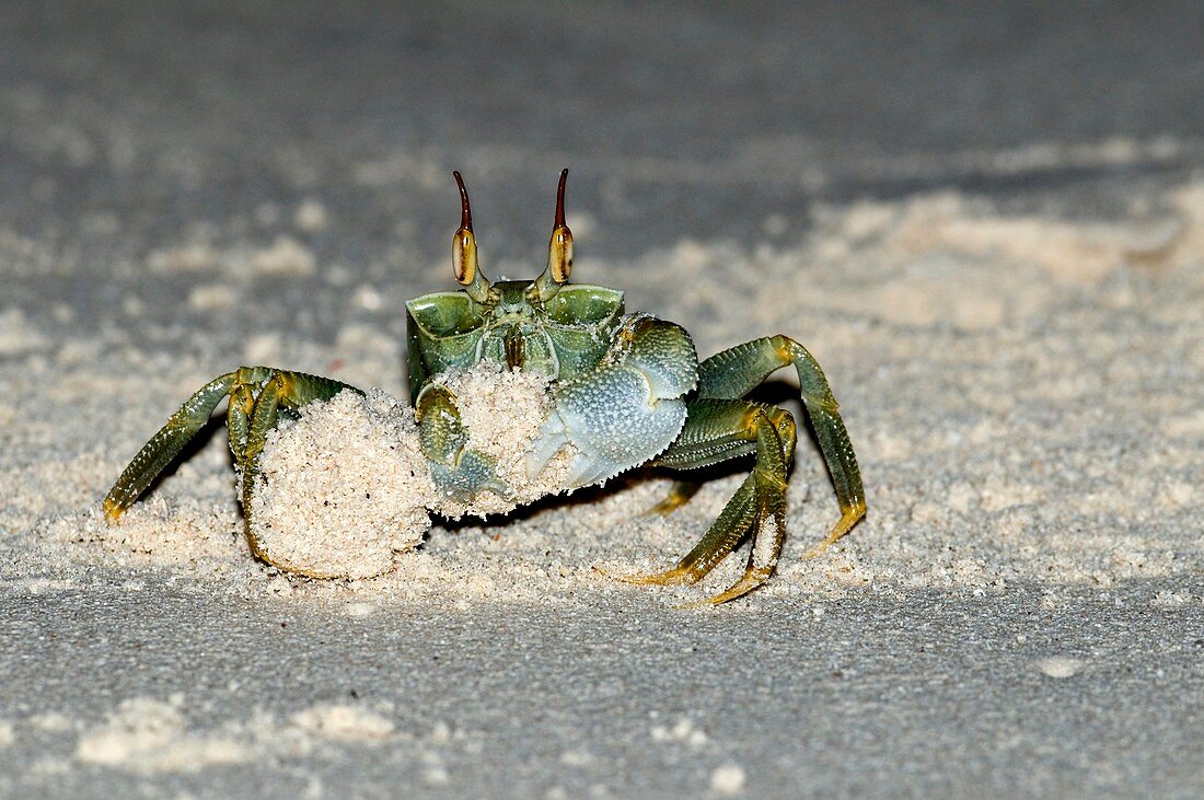 Ghost crab building a sand mound
