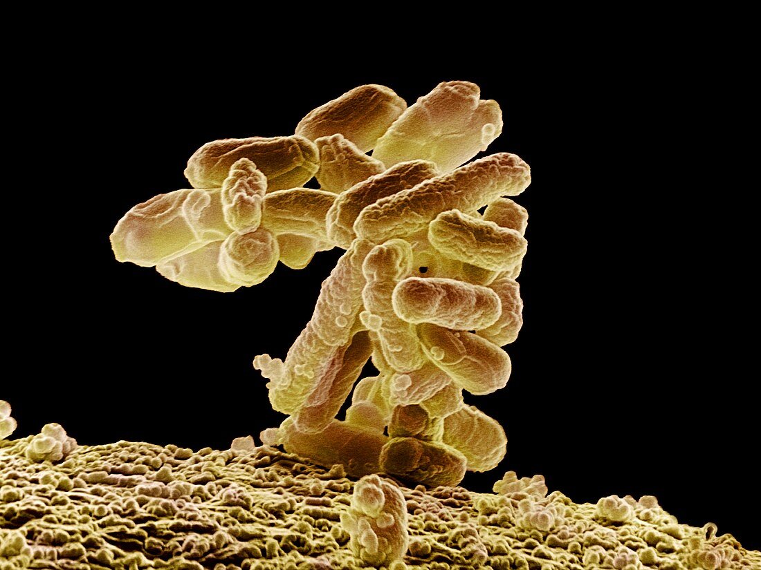 E. coli bacteria,SEM