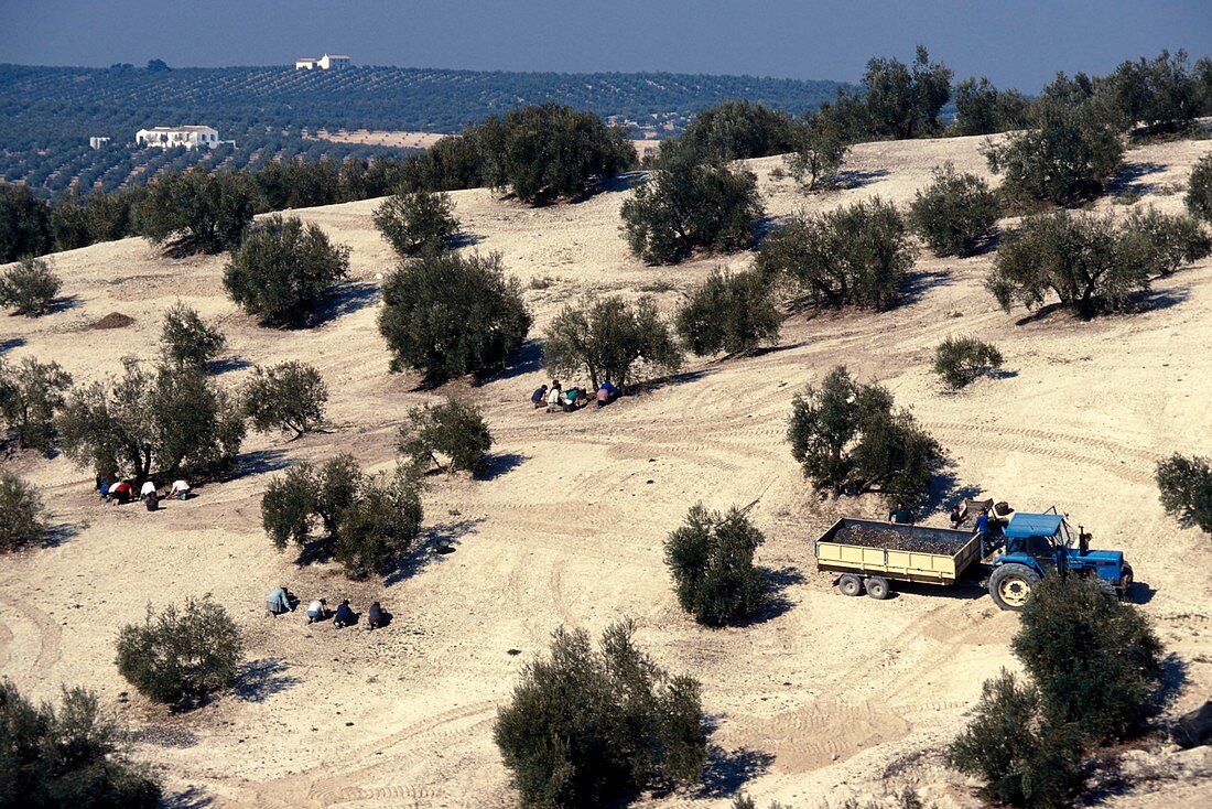 Olive farm,Spain