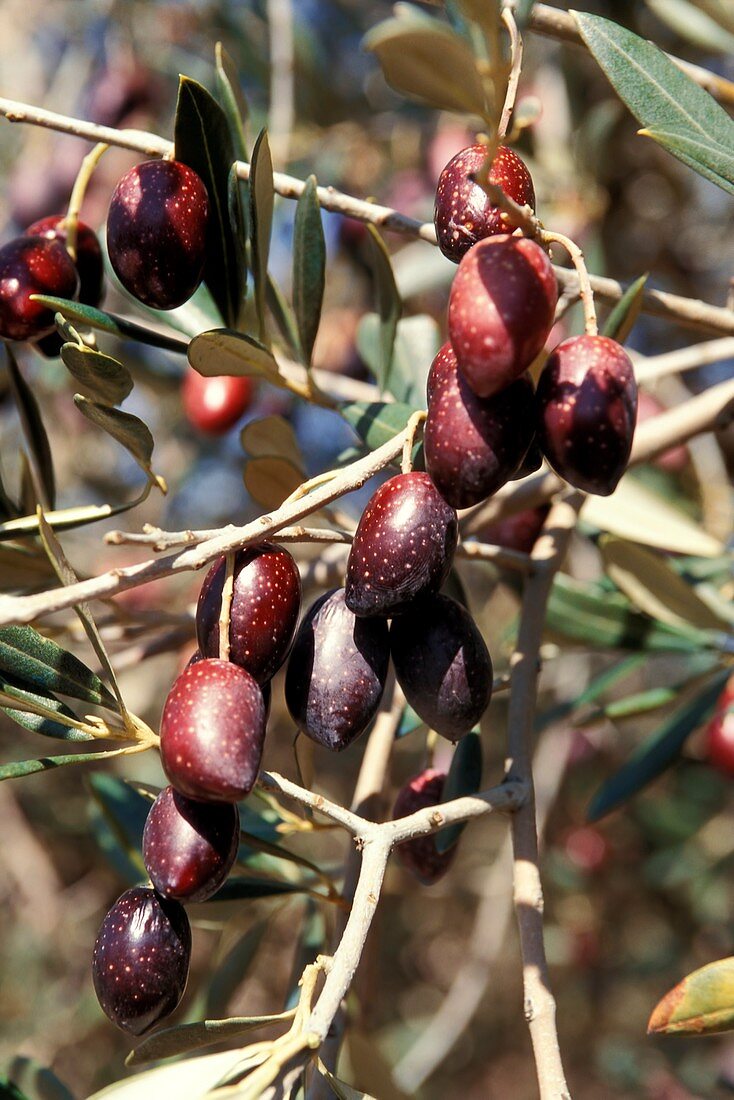 Olives (Olea europaea) on a tree