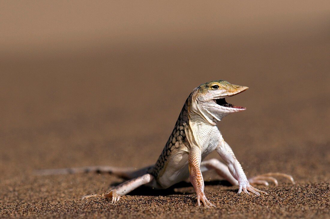 Namib sand-diving lizard