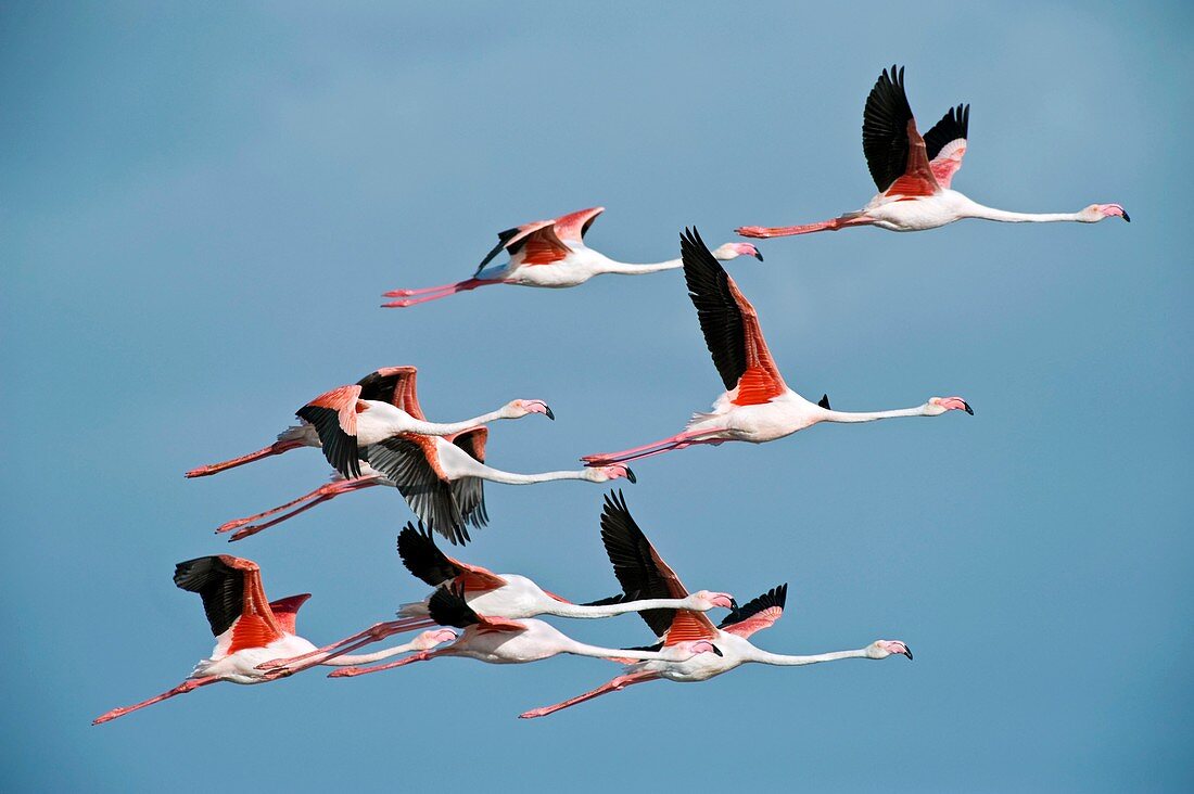 Greater flamingoes