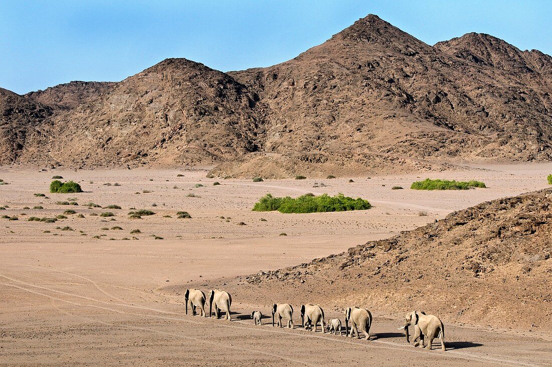 Desert-adapted elephants