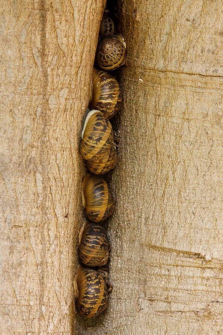Snails in a crack in tree trunk