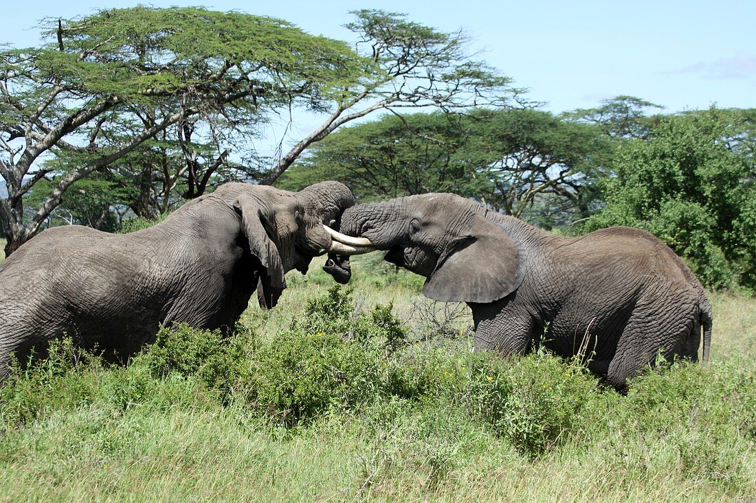 African Bush Elephants locking tusks