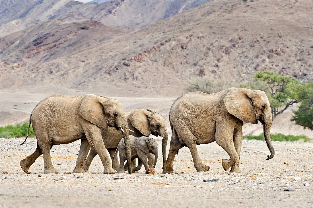 Desert-adapted elephants
