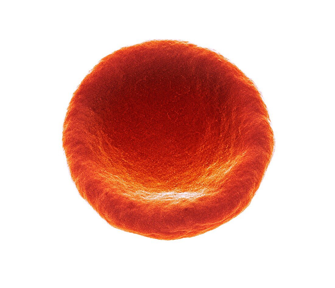 Red blood cell,SEM