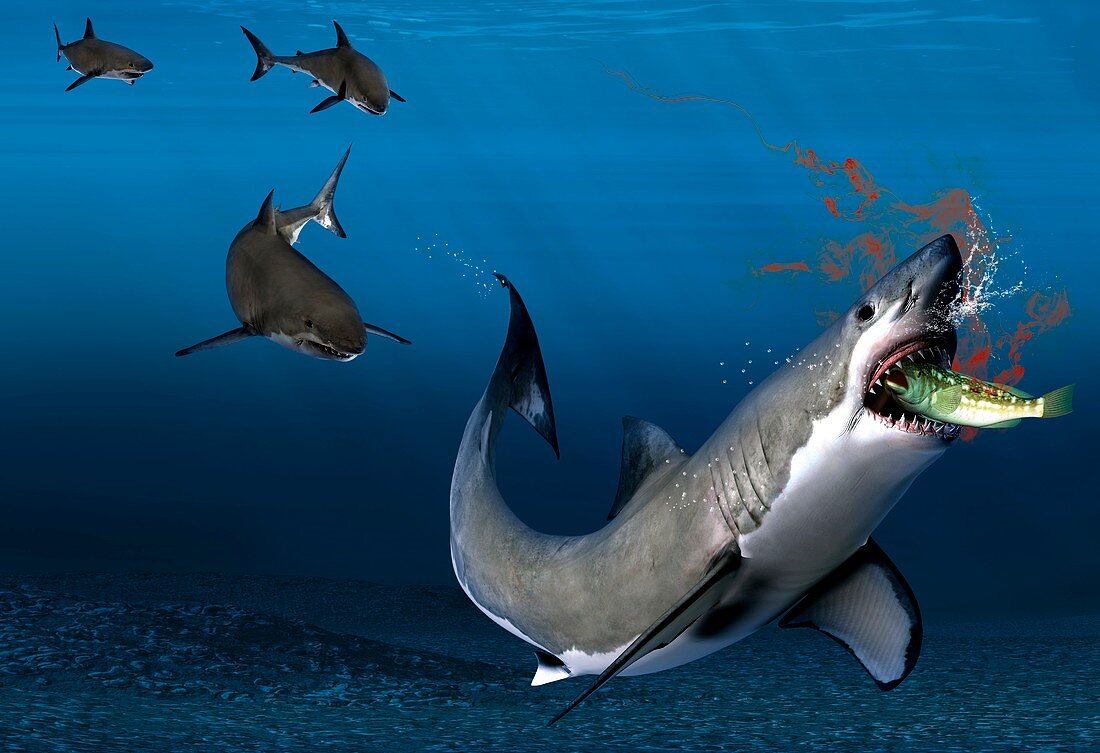 Shark sensing prey,artwork