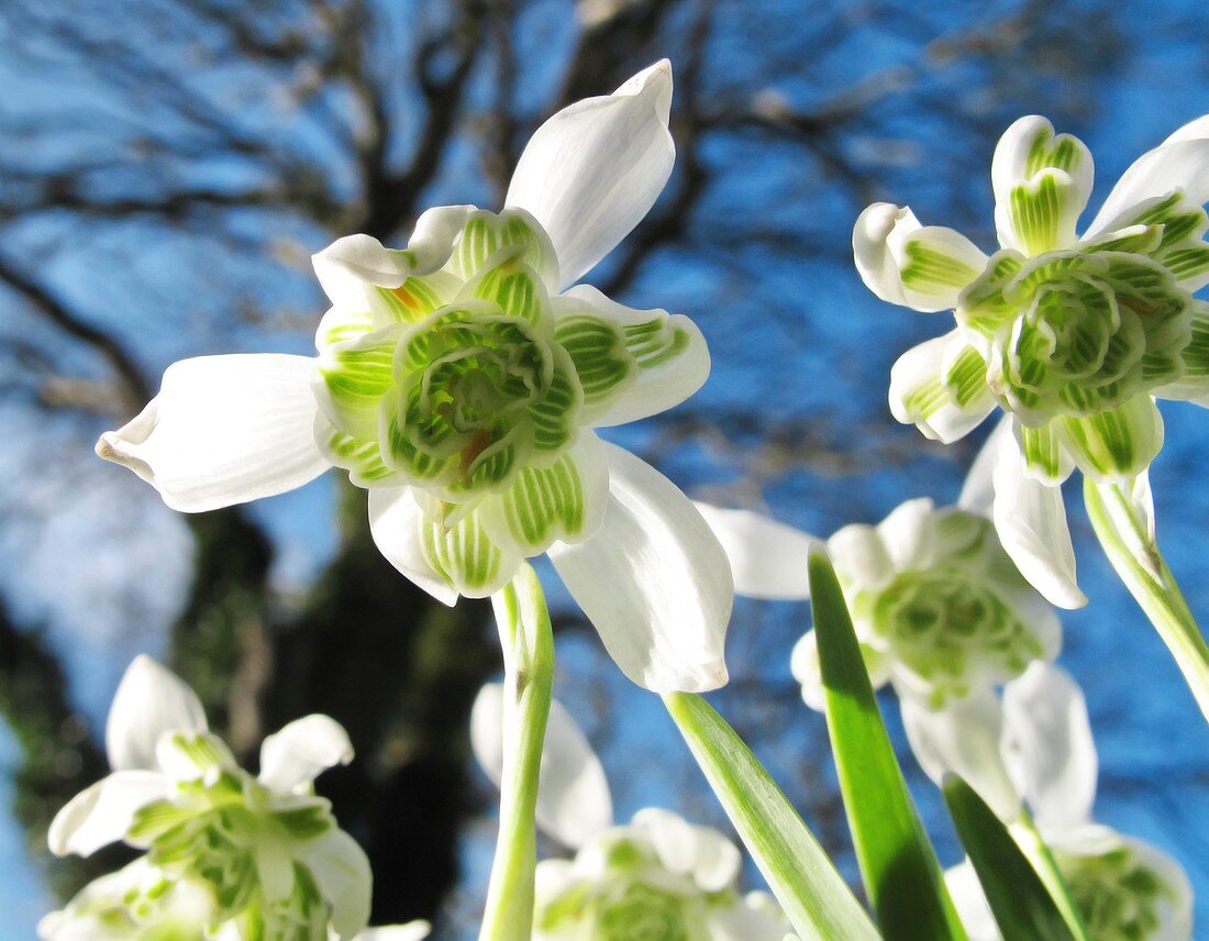 Galanthus nivalis 'Flore Pleno'