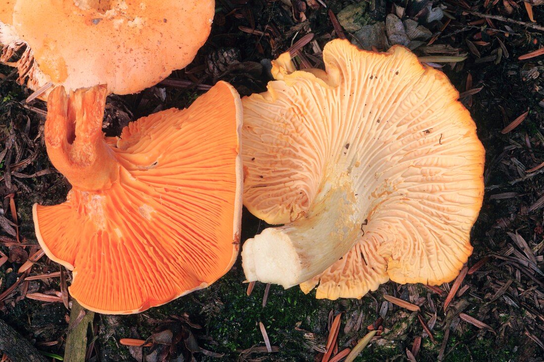 False and real chanterelle mushrooms