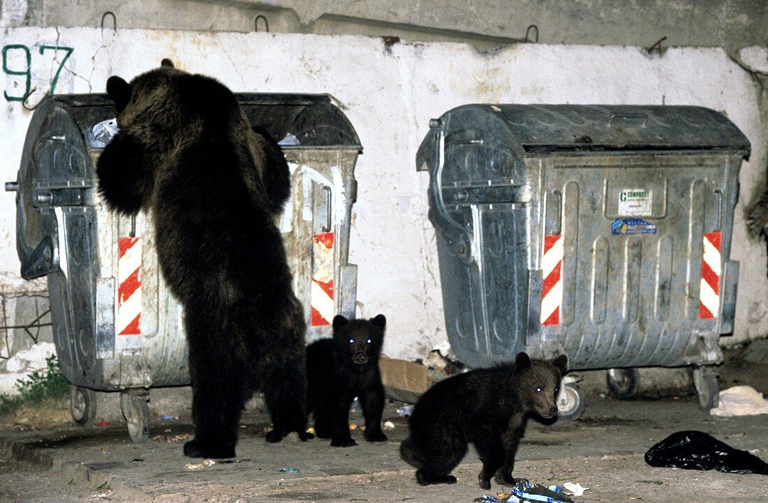 Brown bears rummaging through rubbish