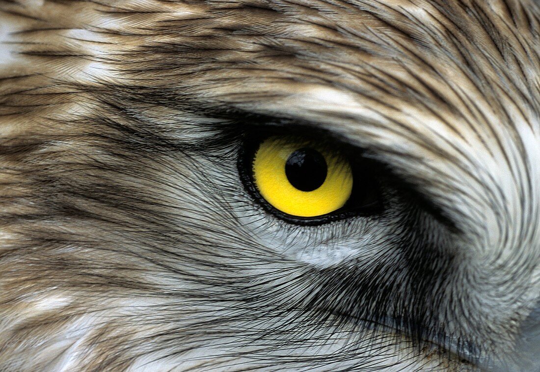 Short-toed eagle eye