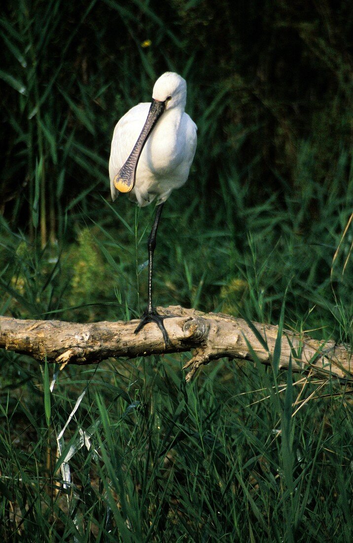 Common spoonbill on a branch