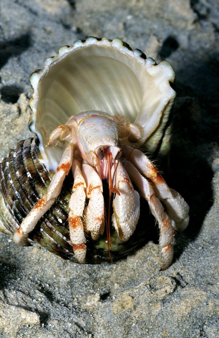 Spotted hermit crab in a conch shell