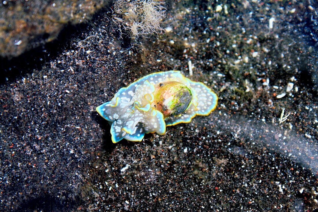 Miniature melo sea snail