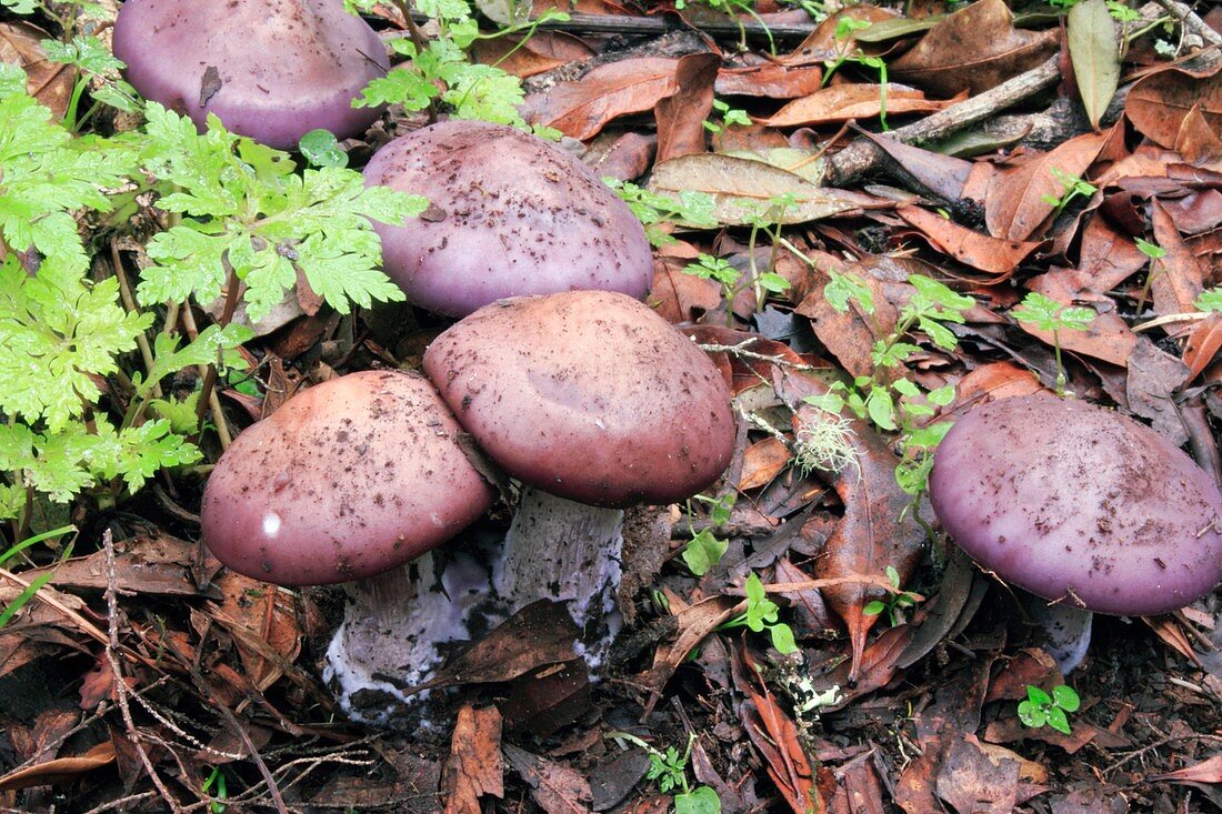 Wood blewit (Lepista nuda) fungus