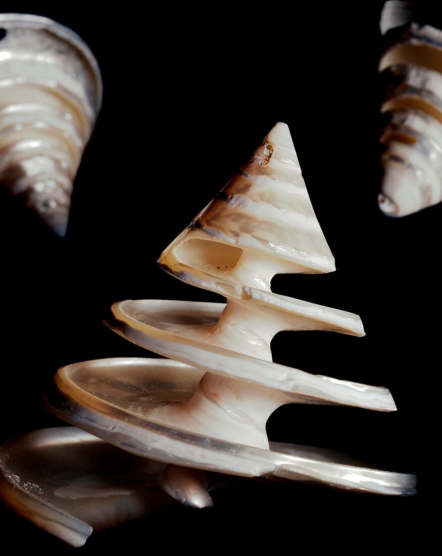 Calliostoma shells