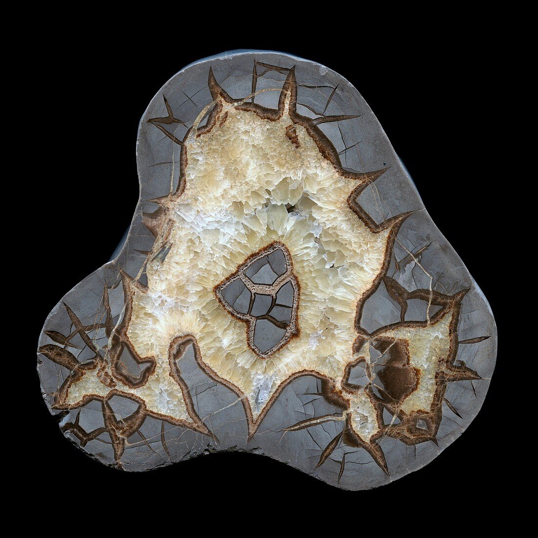 Cut and polished septarian nodule