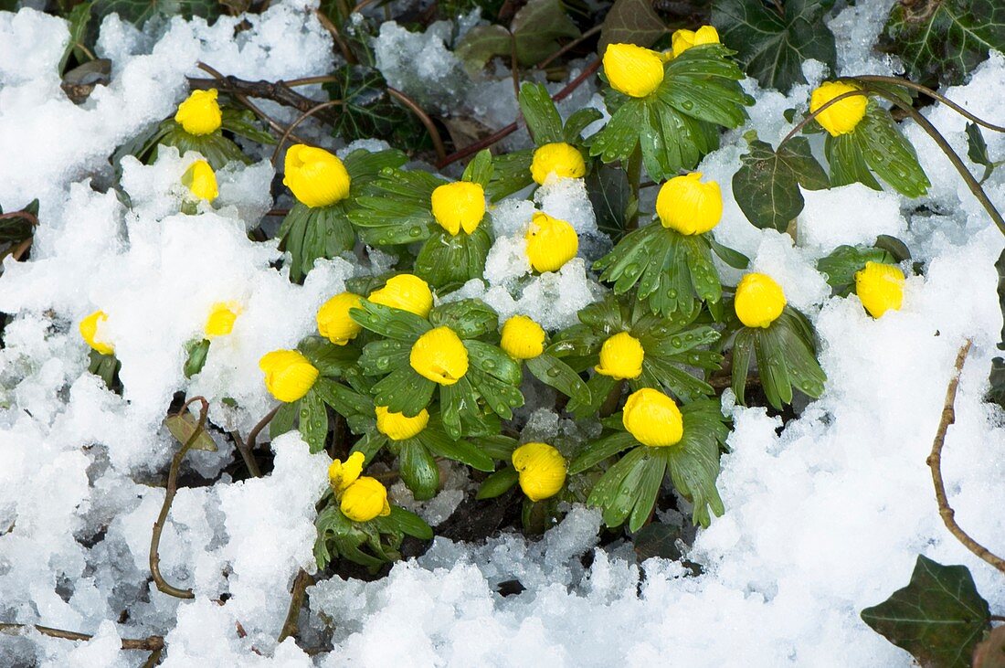 Winter Aconite (Eranthis hyemalis)