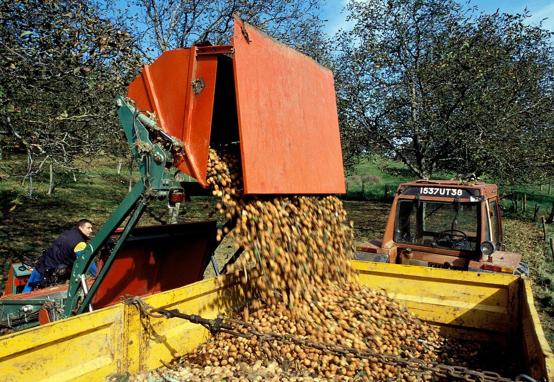 Walnut harvest,France