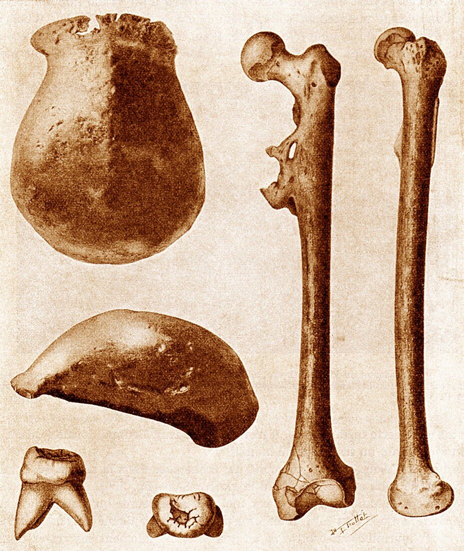 Java man bones,artwork
