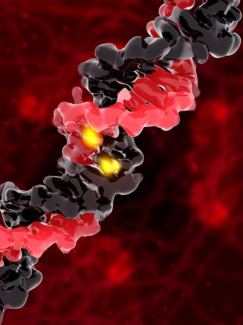 DNA and BDNF gene,molecular model