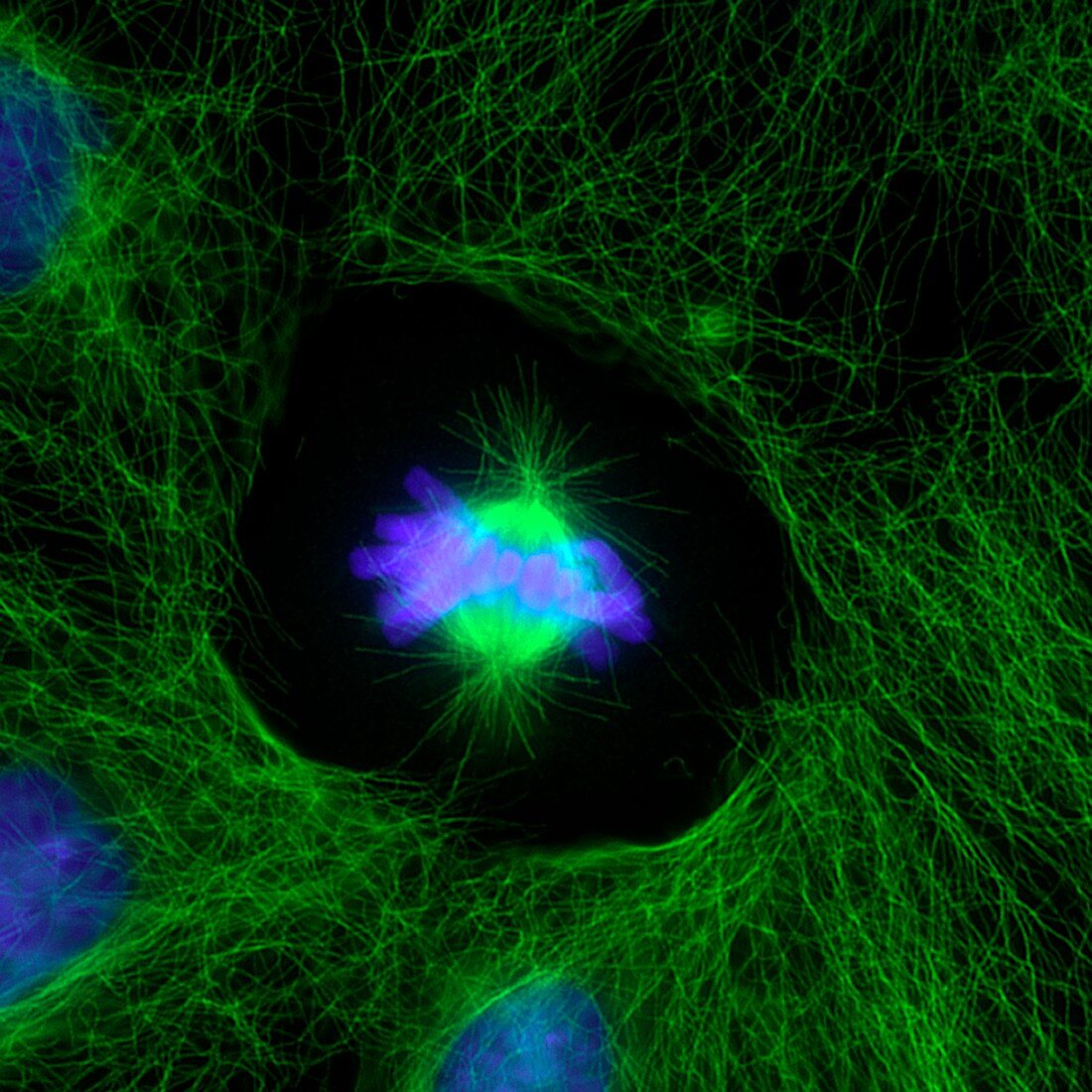 Cell division,fluorescent micrograph