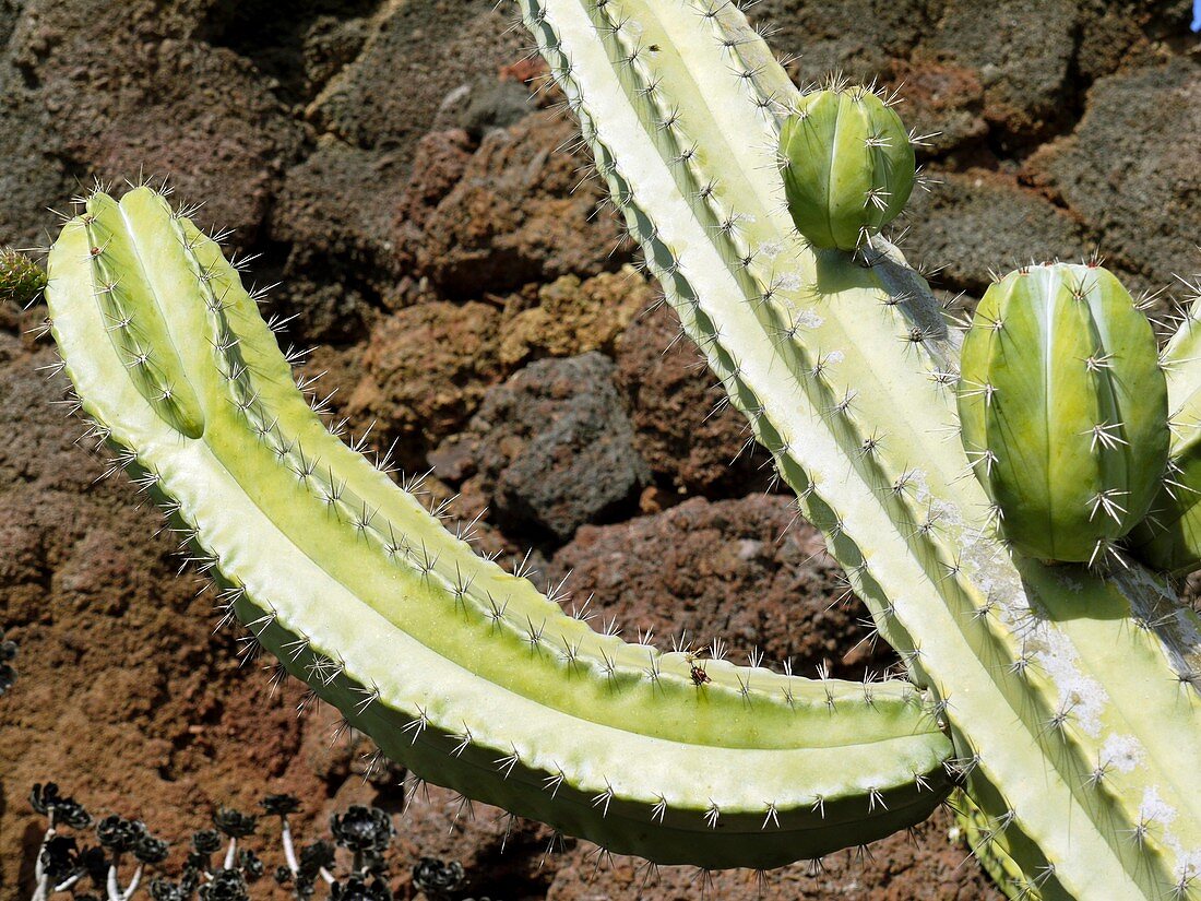 Cactus garden,Lanzarote