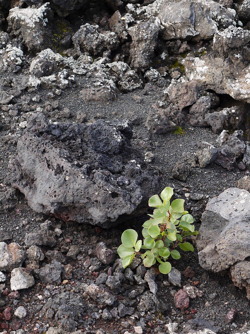 Plant in lava