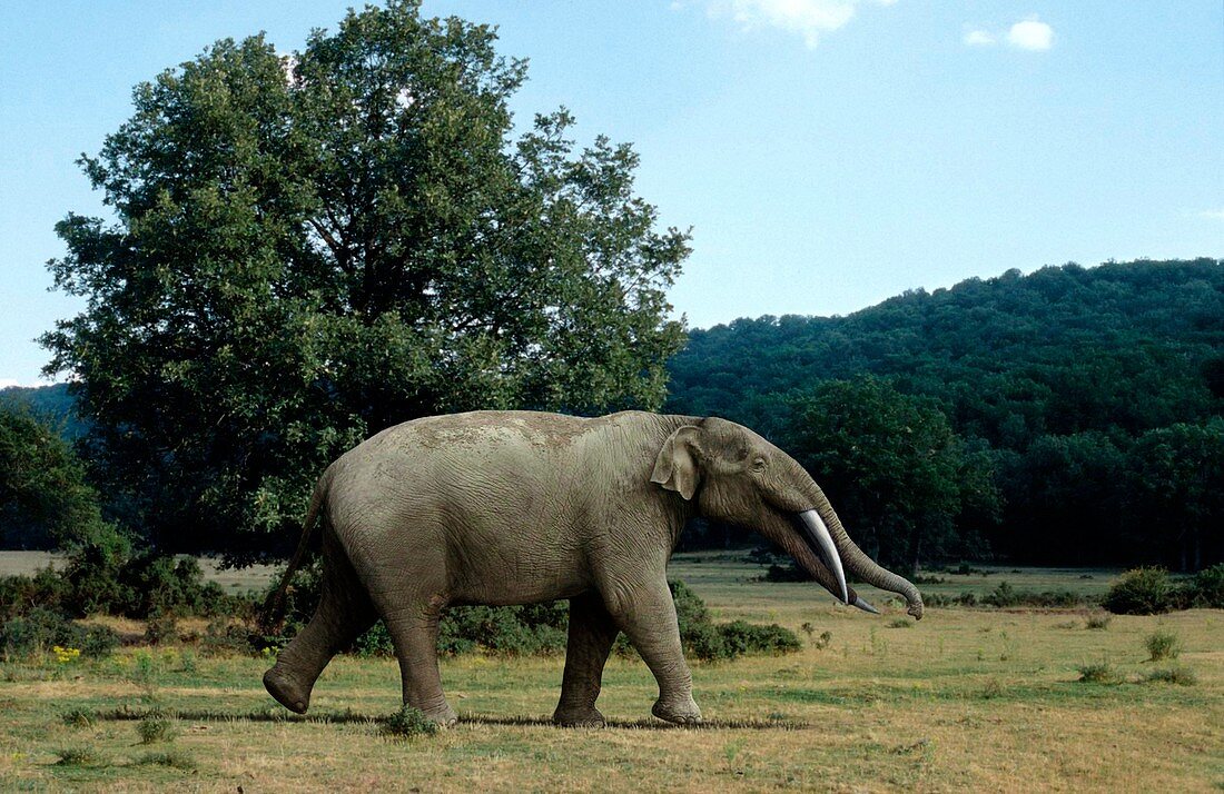 Prehistoric elephant,artwork