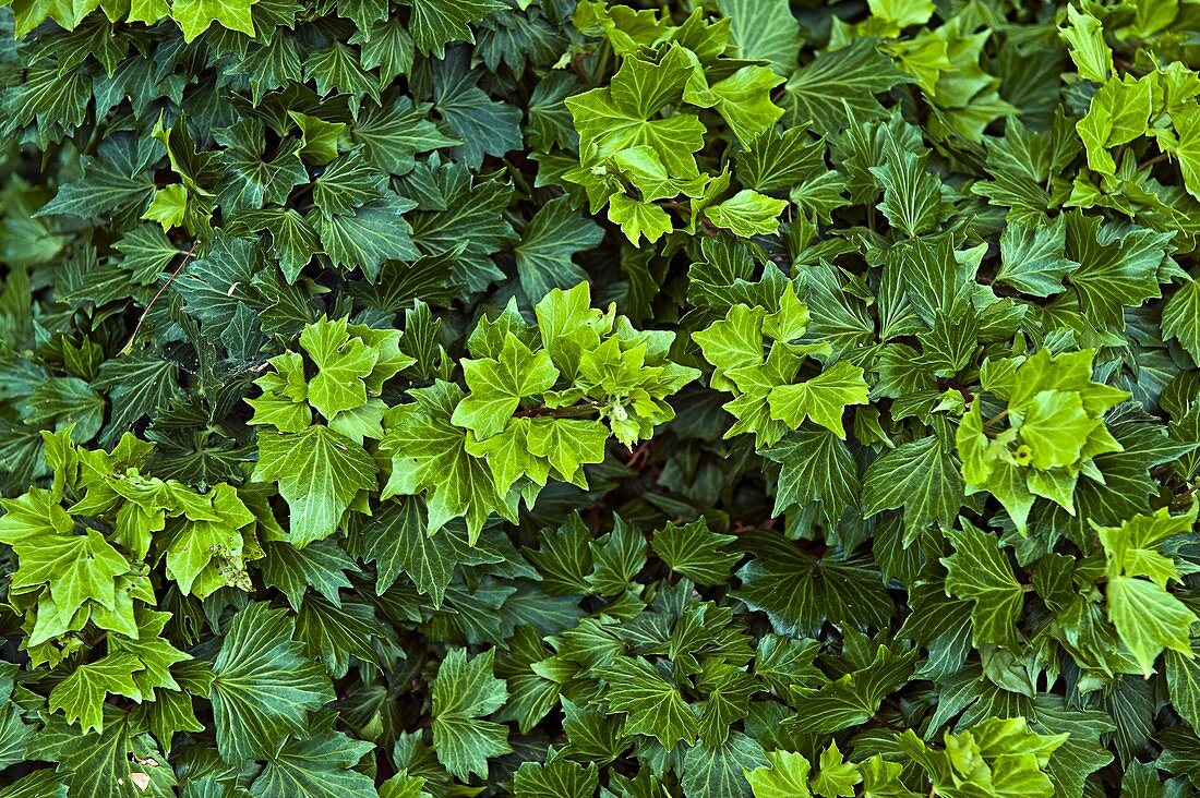 Common ivy