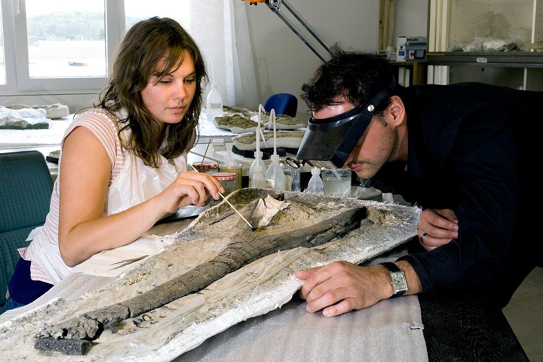 Palaeontologists and fossil