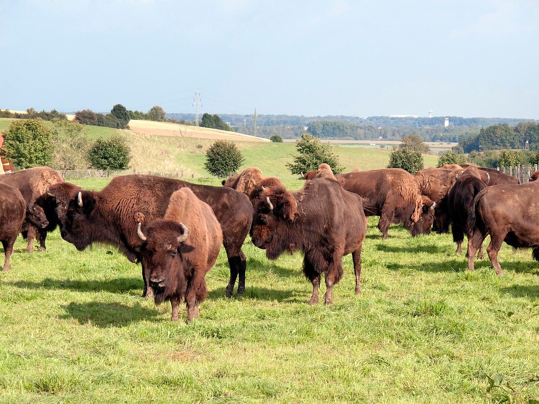 American bison on a farm