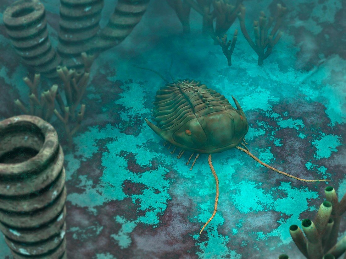 Trilobite on a seabed,artwork