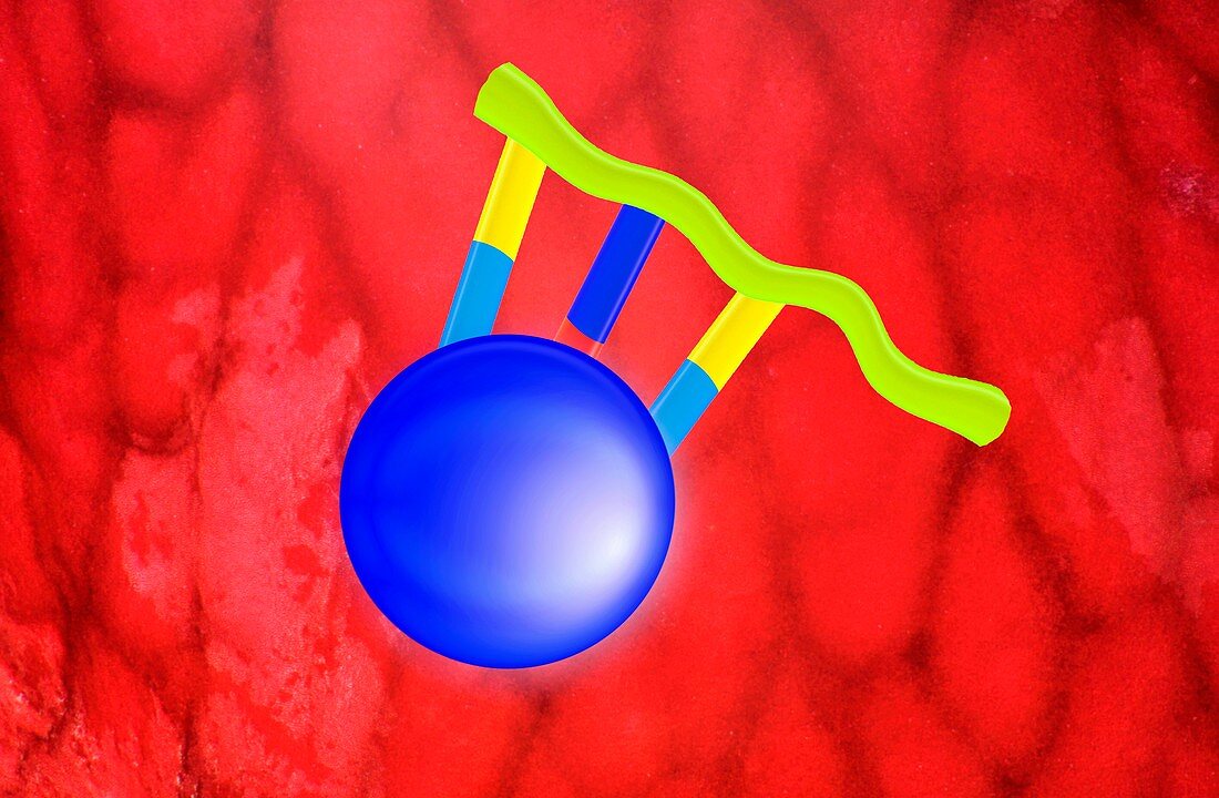Protein synthesis,artwork