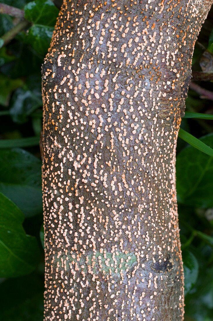 Coral spot fungus,Nectria cinnabarina