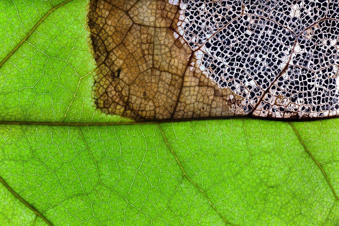 Fungal infection of a leaf