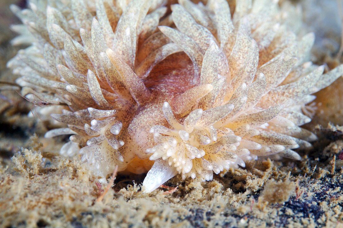 Shaggy mouse nudibranch