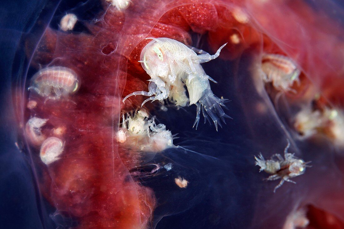 Amphipods inside a moon jellyfish