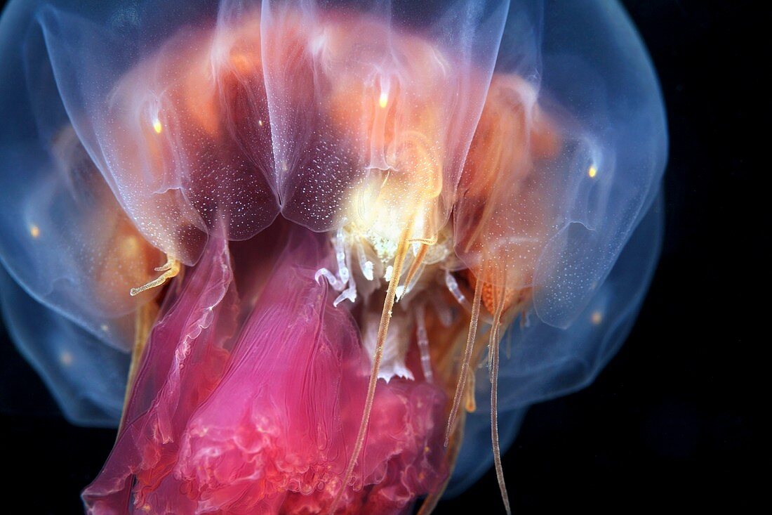 Amphipods inside a moon jellyfish