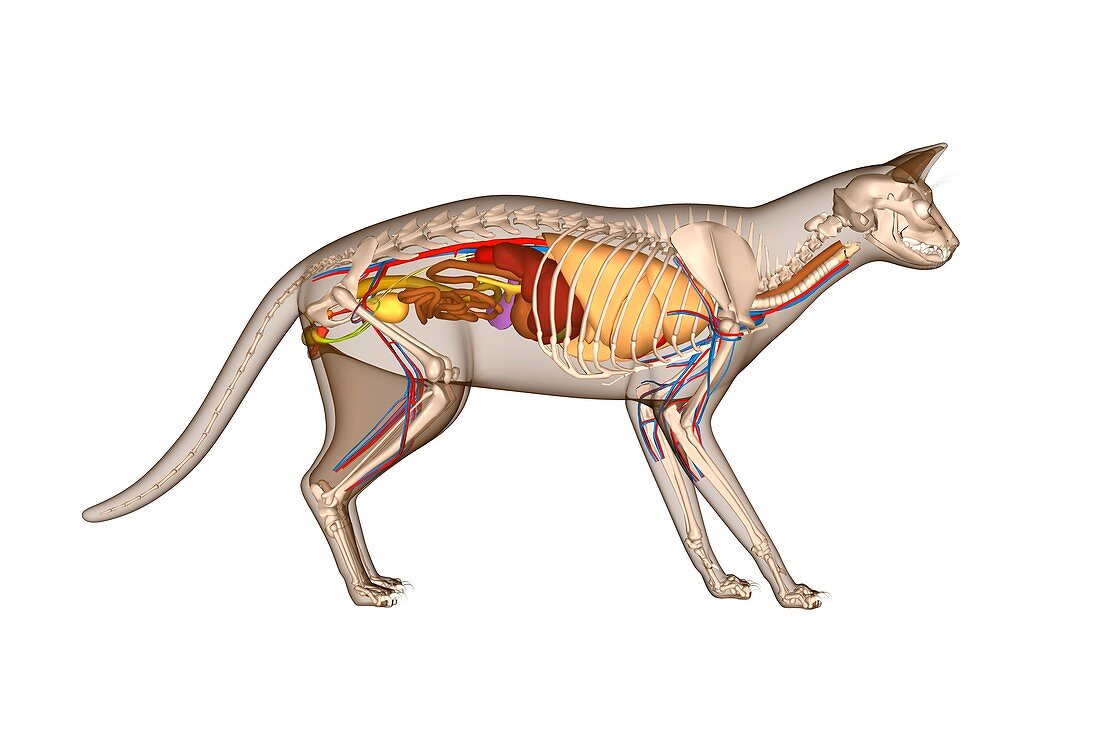 Cat anatomy,artwork