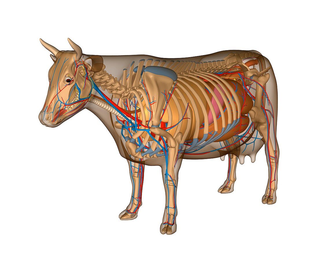 Cow anatomy,artwork