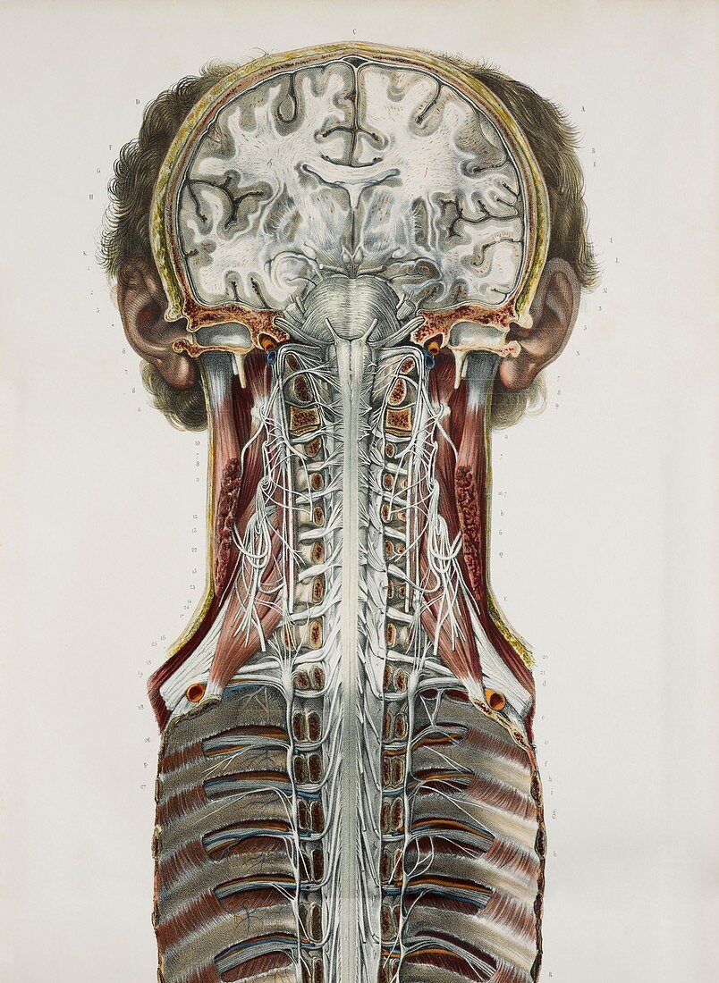 Brain and spinal cord,1844 artwork