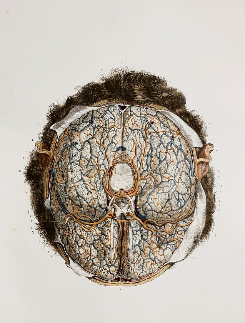 Brain blood vessels,1844 artwork