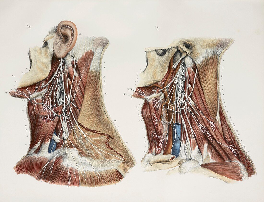 Cervical spinal nerves,1844 artwork