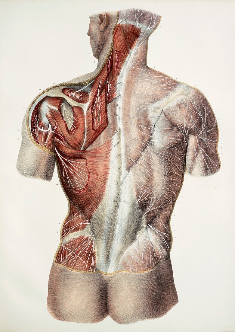 Superficial back nerves,1844 artwork