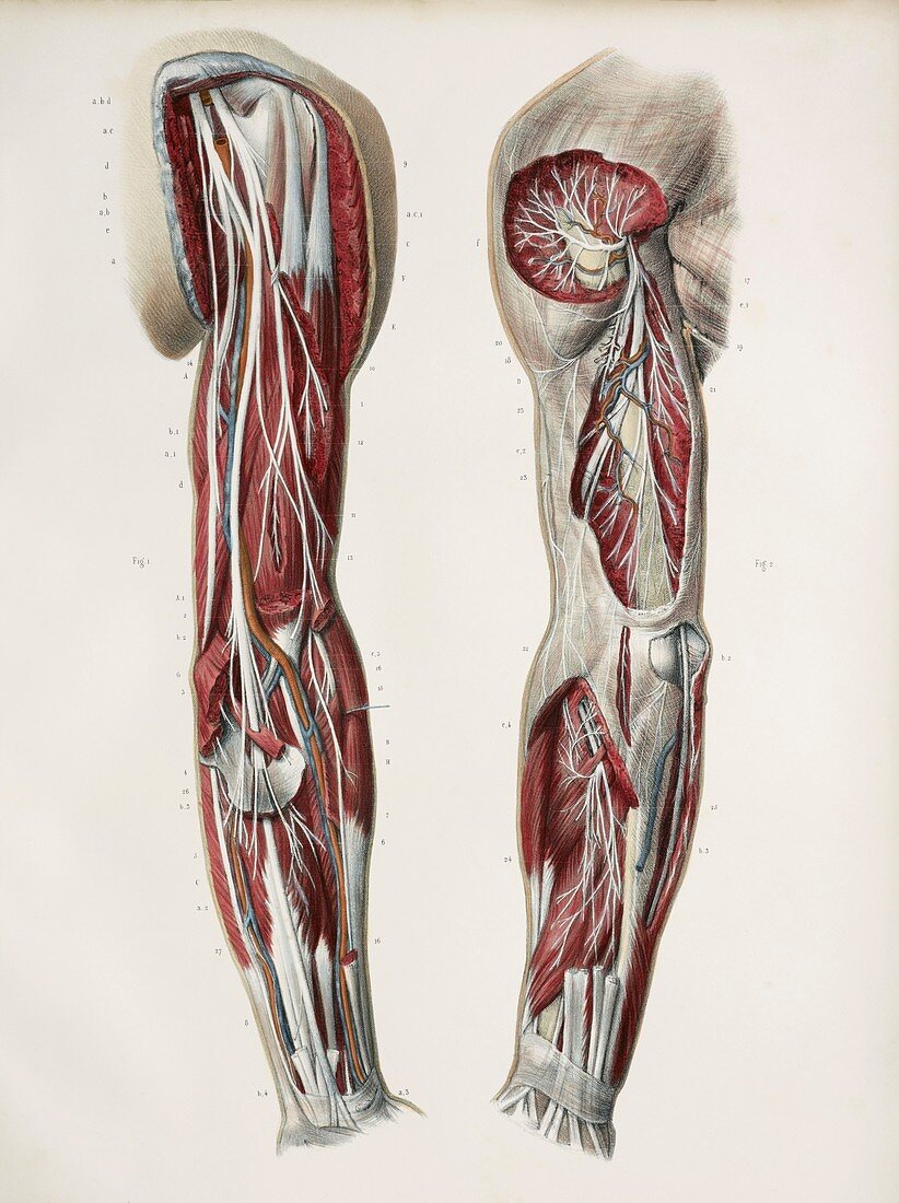 Deep arm nerves,1844 artwork
