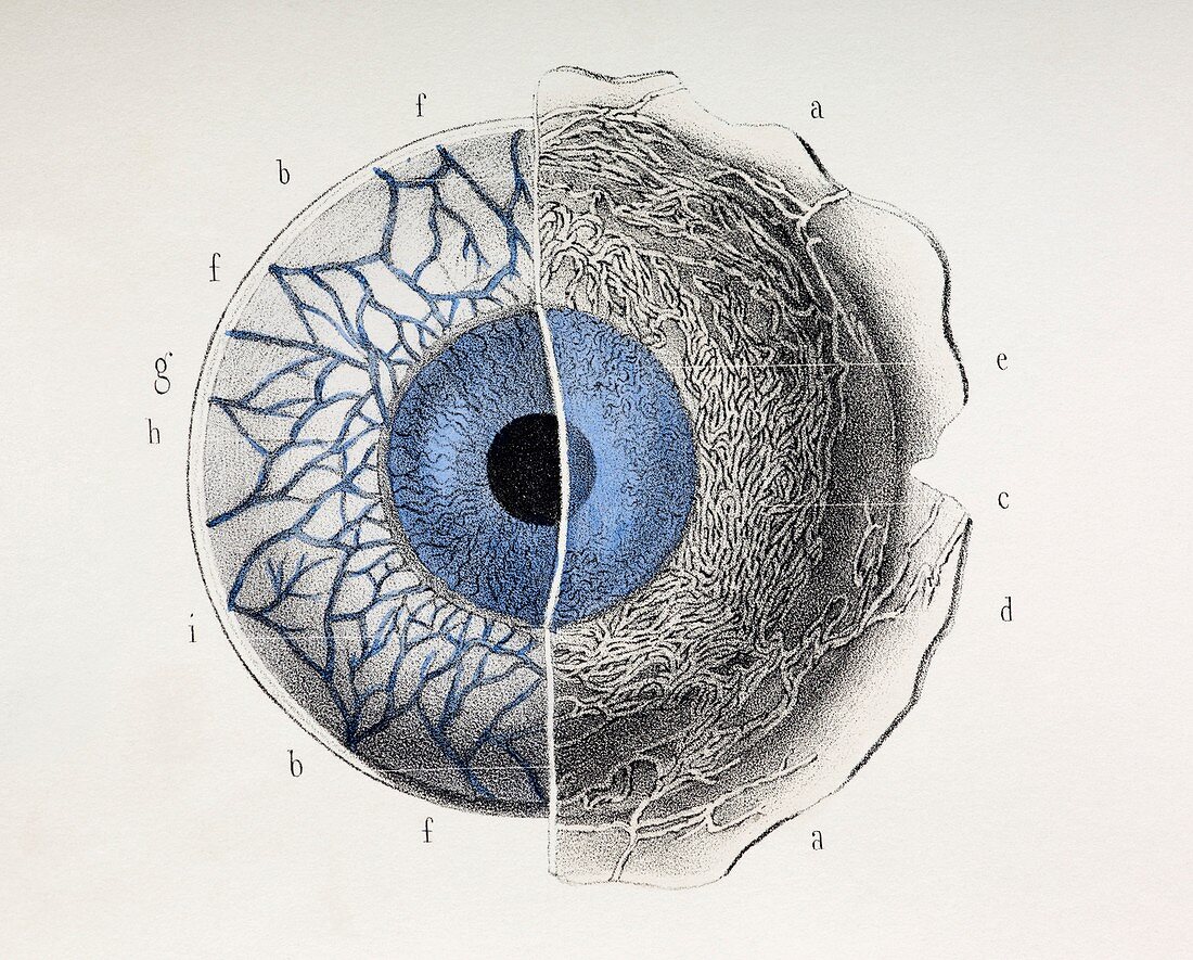 Eye anatomy,1844 artwork