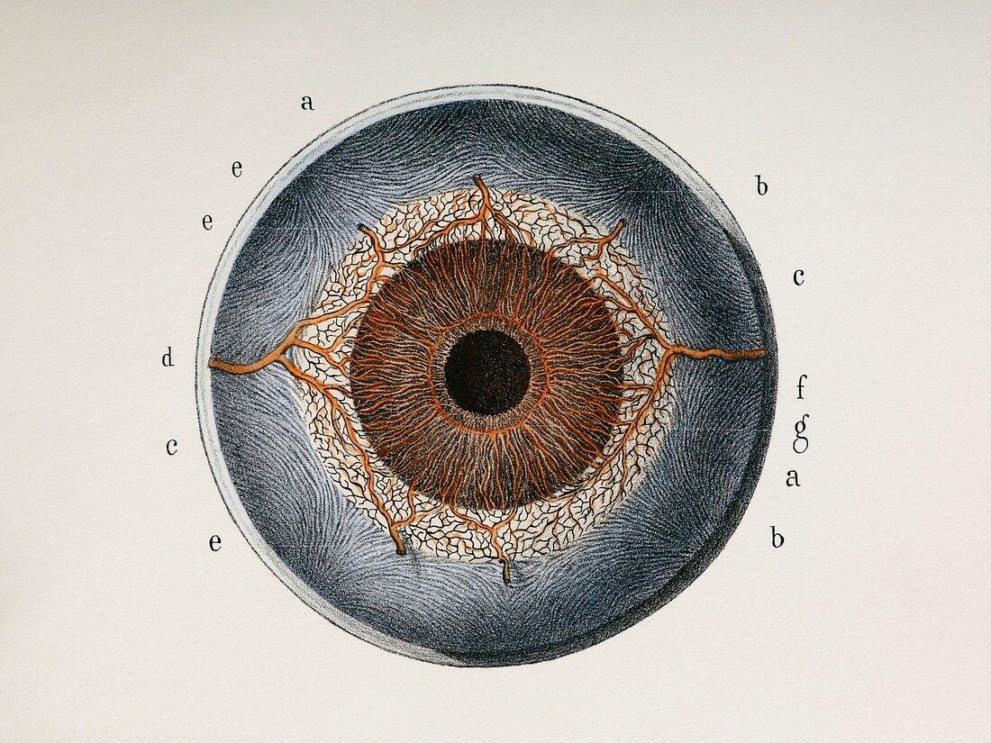 Dissected eye,1844 artwork